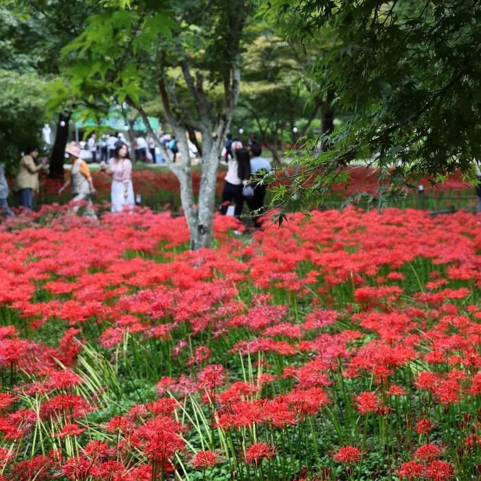 霊光仏甲山サンサファ祭り