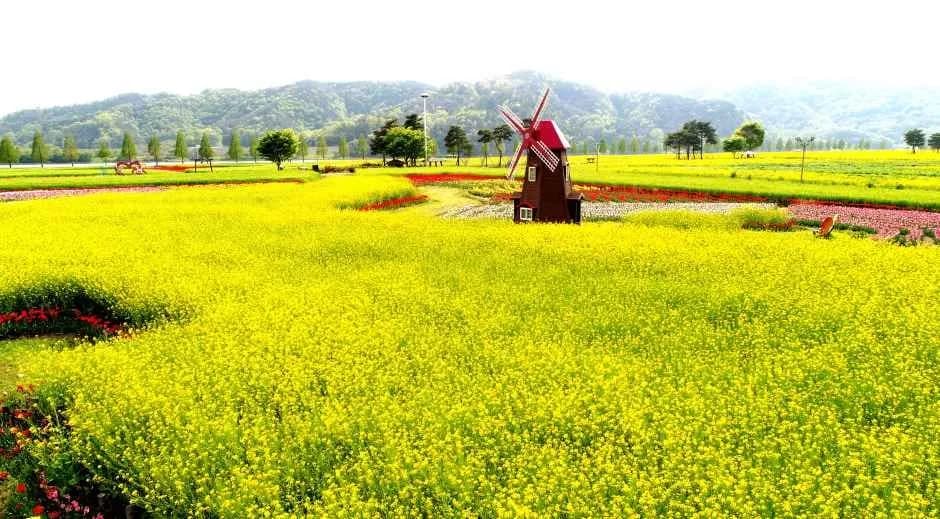 昌宁洛东江油菜花节