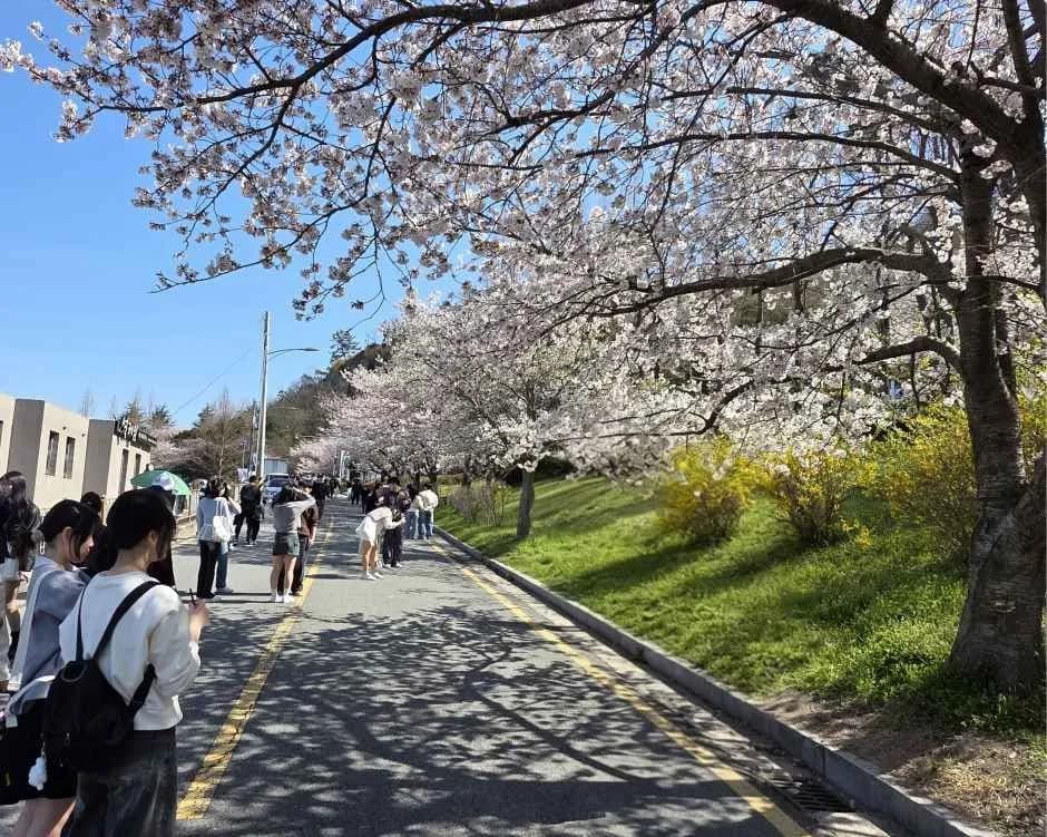 Yudalsan Spring Festival