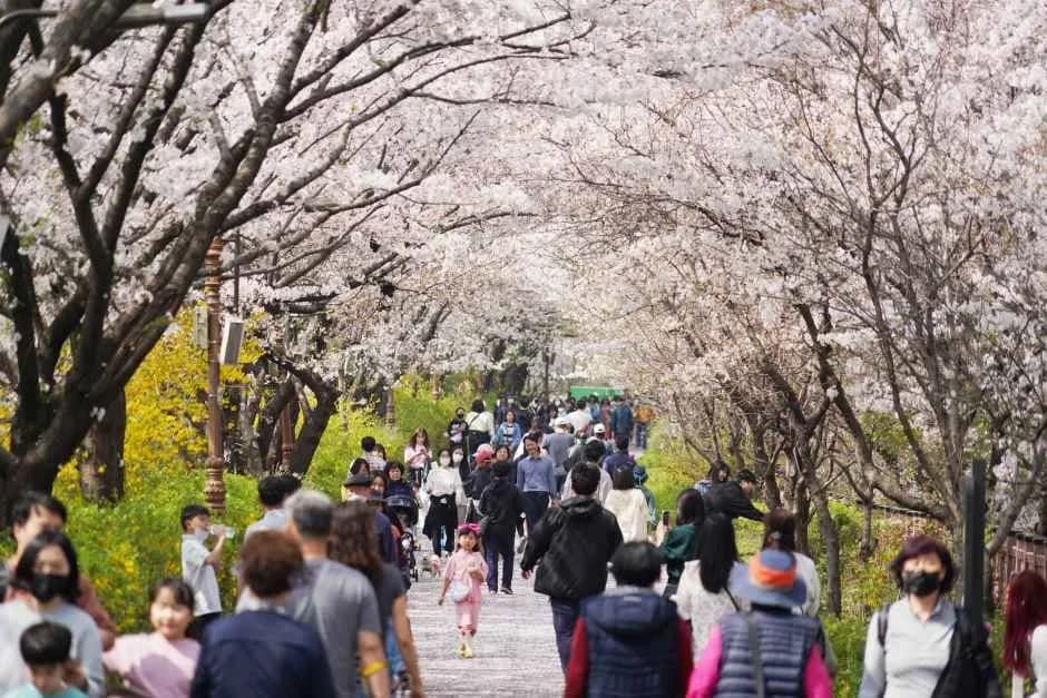트로트축제X봄꽃축제