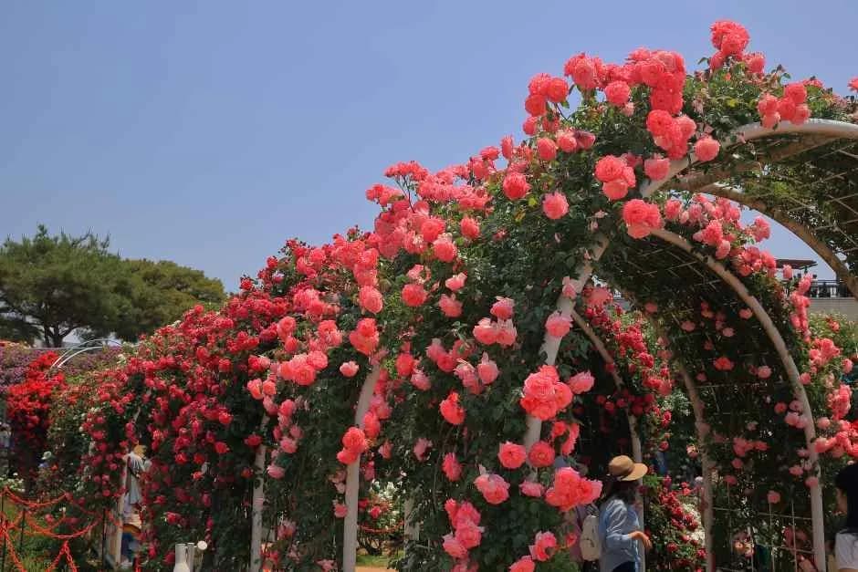 谷城世界バラ祭り