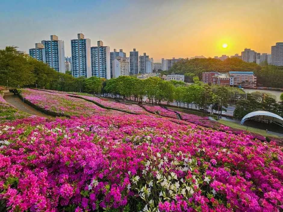 軍浦ツツジ祭り