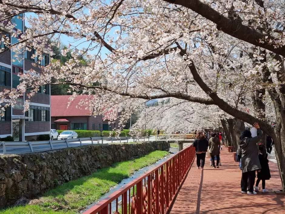 エデン桜並木桜祭り