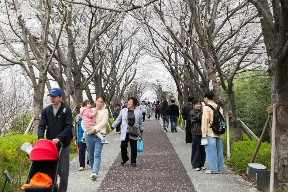江西洛東江30里桜祭り