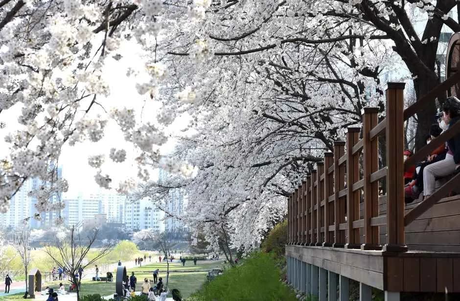 议政府虎院樱花节