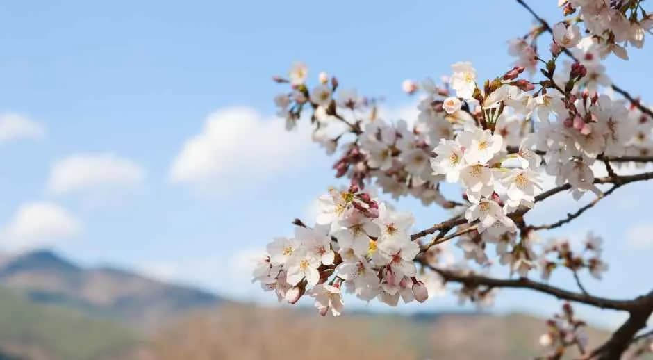 求礼300里樱花节