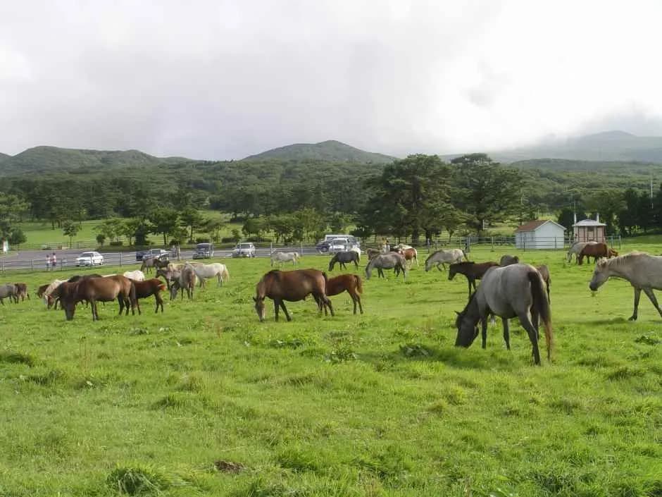 Jeju Horse Ip-mok Culture Festival