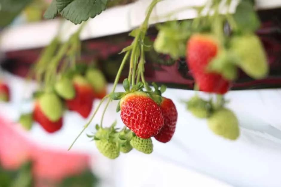 완주삼례딸기대축제