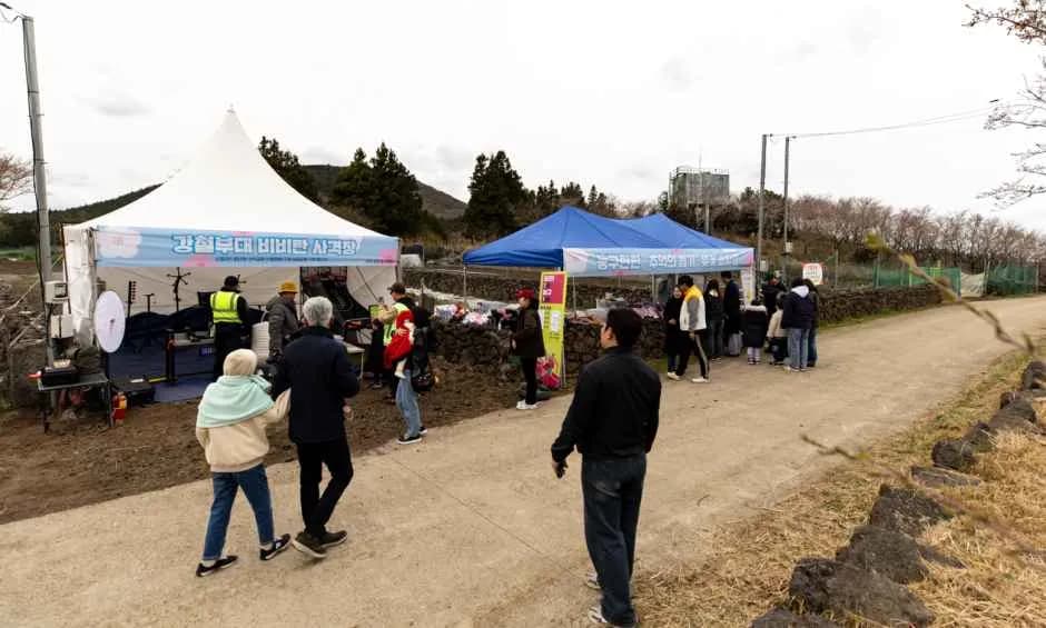 골체오름 벚꽃축제