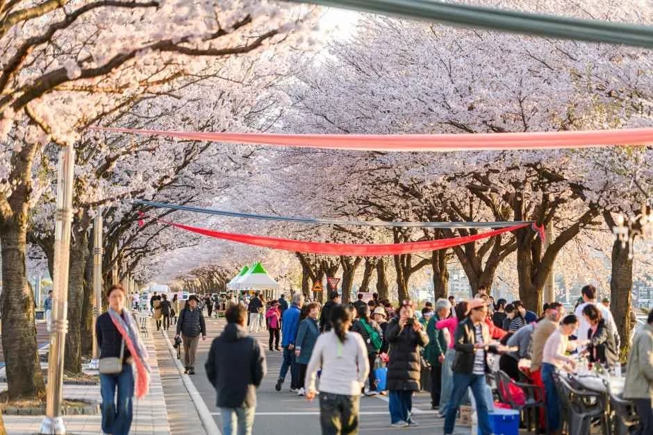 襄阳南大川樱花节