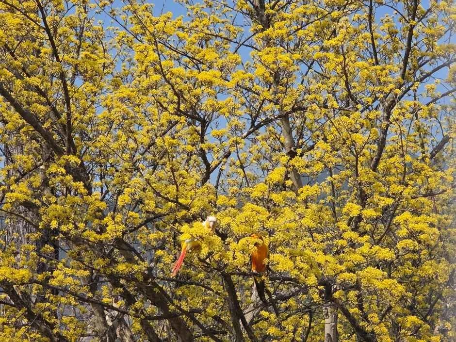 구례산수유꽃축제