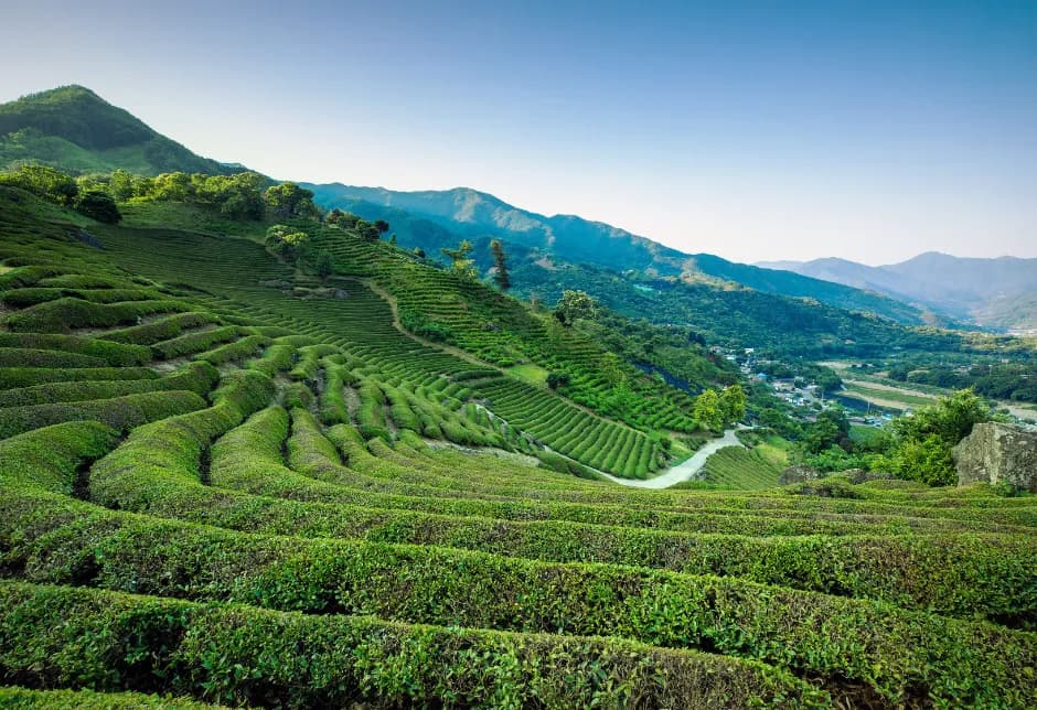 Hadong Wild Tea Cultural Festival