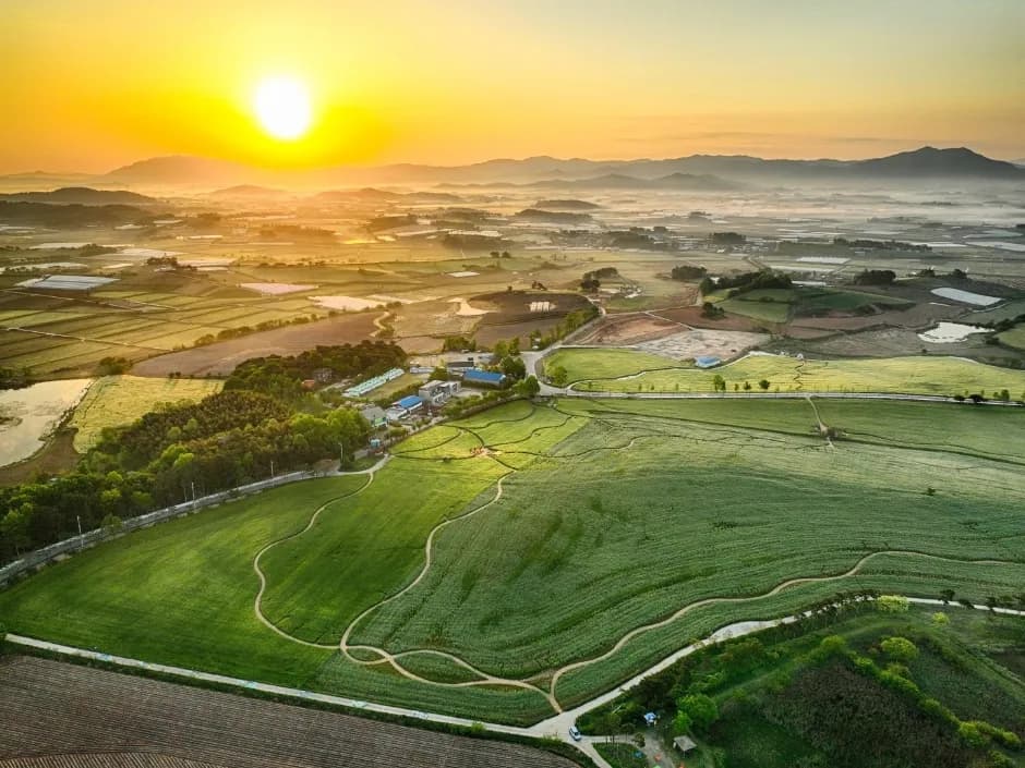 高敞(コチャン)青麦畑祭り
