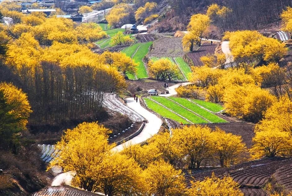 산수유마을꽃맞이행사